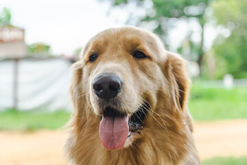 Dog close up smile with nature background