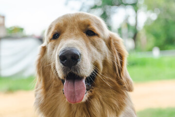 Dog close up smile with nature background