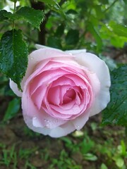 pink rose in garden