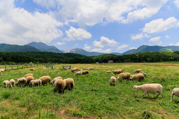 Fototapeta na wymiar 牧場に放牧された羊