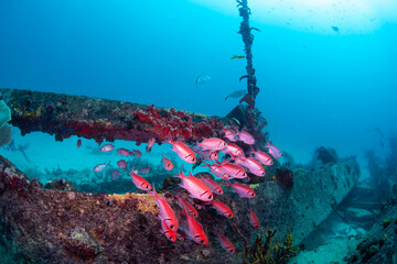 Cardinal fish swimming over the wreck 