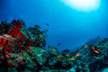 diver and reef