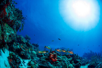 Fototapeta na wymiar tropical fish and the reef 