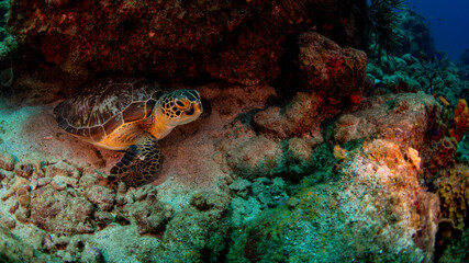 A turtle resting on the reef