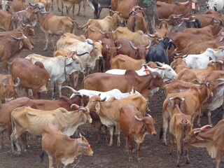 Mumbai, India 14th March 2022: Goshala, Gaushalas, or Goshalas are protective shelters for stray...