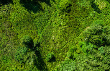 Abstract drone top view on grass in the park, trees and paths. Natural grass texture. Green background.