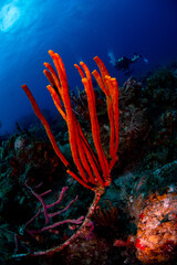 Rope sponges growing on the reef 