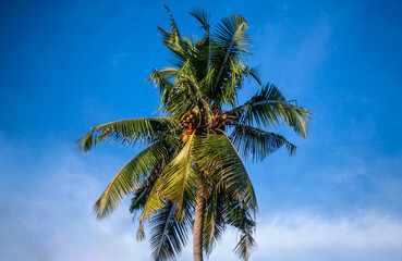 Fototapeta na wymiar Coconut palm tree. Palm tree with blue sky in the background. Big yellow coconuts on the palm tree