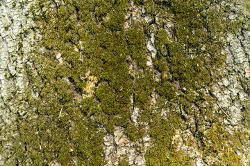 Green moss on the bark of a large tree. Up close