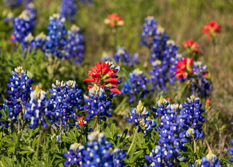 Fototapeta premium Wonderful blue bonnet with Indian paintbrush wildflower