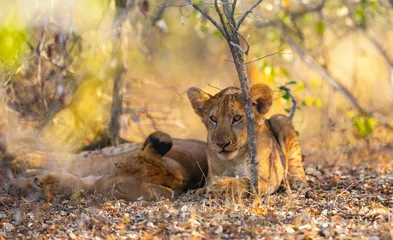 Foto op Aluminium Lion cubs resting under a bush in the Nyerere (Selous) National Park in southern Tanzania © hyserb