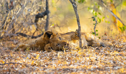 Lion cubs resting under a bush in the Nyerere (Selous) National Park in southern Tanzania