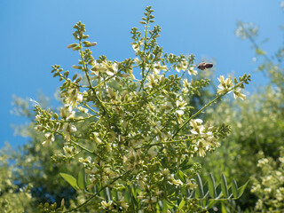 Flowers of a green tree against a blue sky, a bee flies near a branch with flowers. Mass flowering of trees