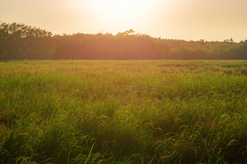 Fototapeta na wymiar Green field rural countryside