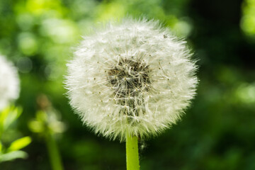 Dandelion seeds close-up on a blurred background of green leaves