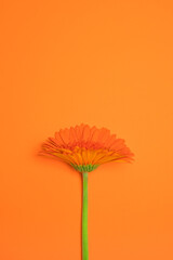 Orange gerbera flower with orange background. Floral composition, copy space.