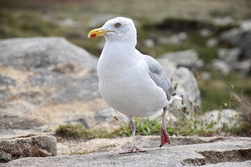Mouette