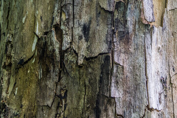 Background of a tree damaged by diseases, pests and fire. Tree structure without bark close-up