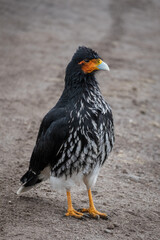 Carunculated Caracara, Antisana Ecuador