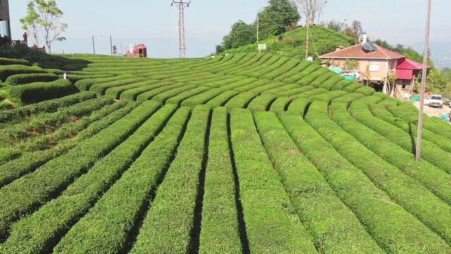 Woman walking in tea plantation in Cayeli, Rize, Karadeniz region in Turkey.