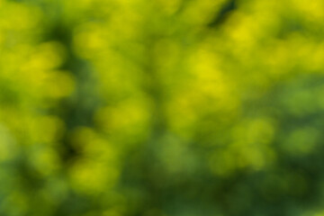 Fototapeta na wymiar Blurred yellow green background. Soft focus