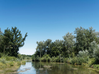 Fototapeta na wymiar Naturlandschaft Rhein - Petite Camargue Alsacienne in den Auenwäldern des Rheins. Wasser des Kleinen Rhein