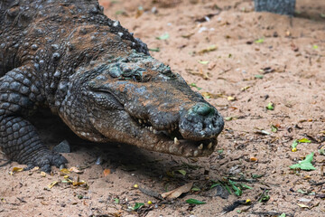 Crocodile walking on the land surface - closeup shot