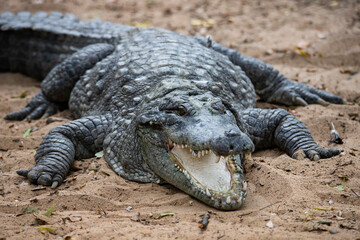 Fototapeta na wymiar Crocodile on a lake shore mouth opened