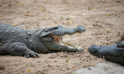 Crocodile on a lake shore mouth opened