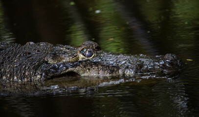 Crocodile eyes closeup shot - crocodile swimming