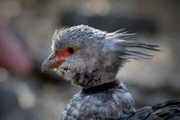 Southern Screamer