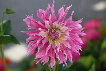 Dahlia cultiv&eacute;