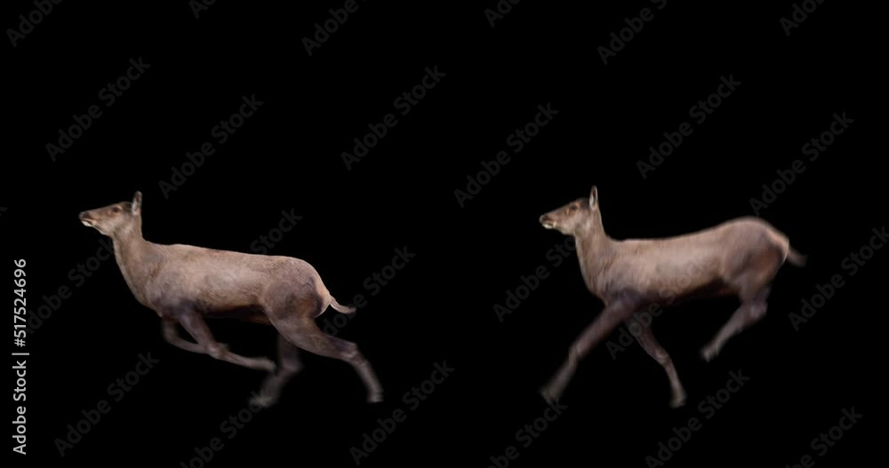 Wall mural set of female red deer running and jumping. isolated cyclic animation. element for visual effects.