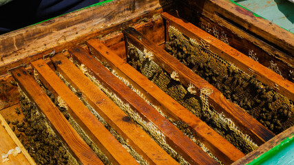 The beekeeper works in the apiary. Beehive and honey production. Work at home apiary. Swarm of bees.