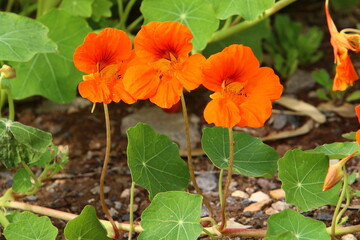 Summer flowers in a city park in Israel