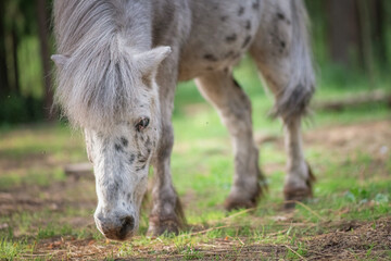 An elderly thoroughbred pony is playing in the forest.
