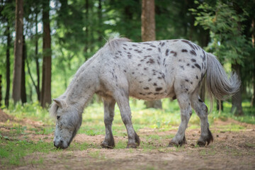 An elderly thoroughbred pony is playing in the forest.