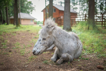 An elderly thoroughbred pony is playing in the forest.
