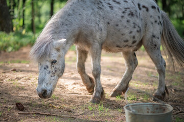 An elderly thoroughbred pony is playing in the forest.