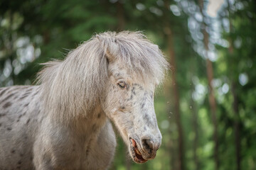 An elderly thoroughbred pony is playing in the forest.