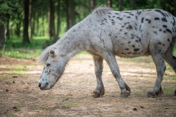 An elderly thoroughbred pony is playing in the forest.