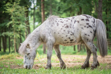 Obraz premium An elderly thoroughbred pony is playing in the forest.