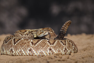 Crotalus in the wild