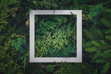 Creative layout of conifer branches with a white square frame. Top view.
