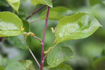 Apple leaf sawfly (Pristiphora maesta). Apple leaf sawfly (Pristiphora maesta).