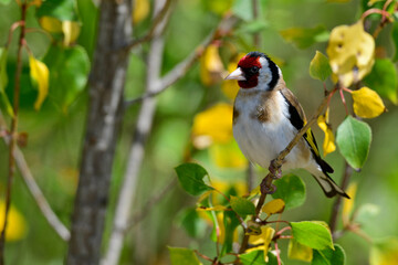 European goldfinch // Stieglitz, Distelfink (Carduelis carduelis)