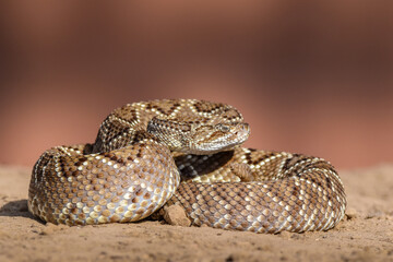 Crotalus in the wild