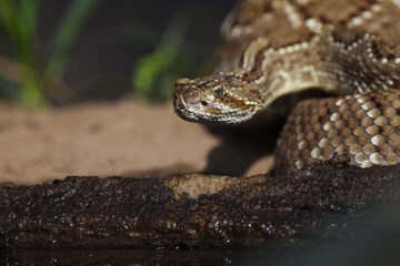 Crotalus in the wild