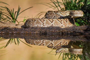 Crotalus in the wild
