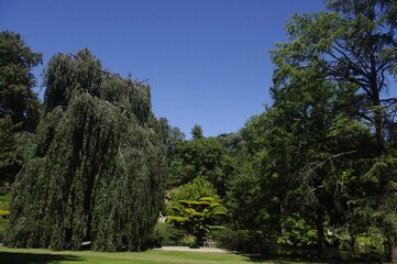 Fototapeta na wymiar Les arbres du jardin japonais